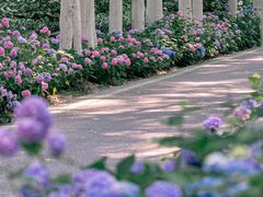 -合肥滨湖国家森林公园