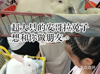 超大只的安哥拉兔子想和你做朋友。