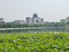 -莲花池公园