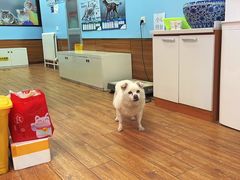 -瑞派·关忠动物医院·异宠专科·犬猫肿瘤·皮肤专科(望京店)