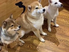 -柴务处·柴犬主题狗咖