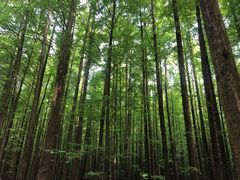 -山王坪喀斯特国家生态公园