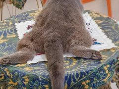 -平行世界·猫咖(首经贸店)