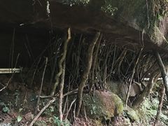 -黄荆老林