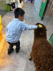 -神奇动物撸宠馆·羊驼·小浣熊·异宠(豫园店)