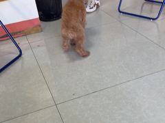 -瑞派福兴宠物医院犬猫全科·骨科·中西医结合(河东店)