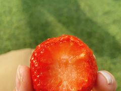 -小鱼草莓采摘园农家乐·小鱼餐厅