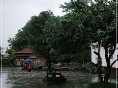 -瑞丽独树成林风景区