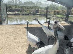-盐城丹顶鹤湿地生态旅游区