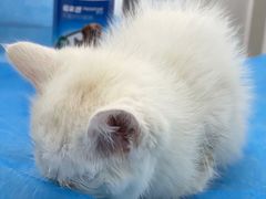 -北京恒爱动物医院(清景园分院)