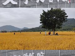 -艾米稻香小镇