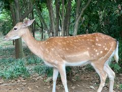-合肥野生动物园