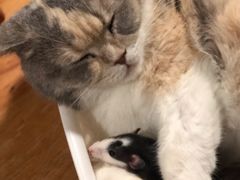 -藦茜花园宠物主题亲子互动体验馆(国顺东路店)