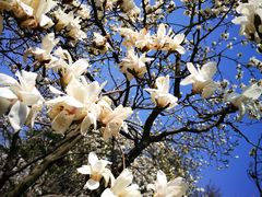 -上海市龙华烈士陵园