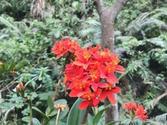 -深圳仙湖植物园