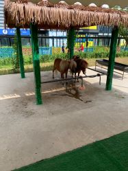 -萌宠亲子动物乐园(槐房万达店)