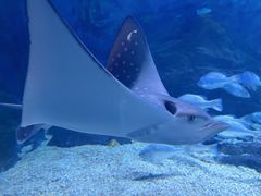 -烟台海昌鲸鲨海洋公园