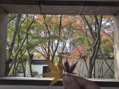 -秋霞圃