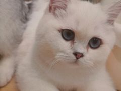 -momokira米努特·德文卷毛猫·棉花面纱犬
