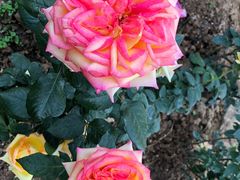 -人民公园(罗湖区)