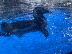 -上海海昌海洋公园