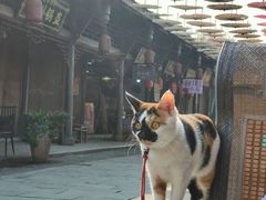 -安仁古镇