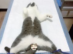 -灵美宠物诊所