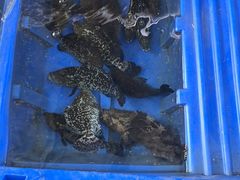 -蓝湾碧波·老字号·疍家非遗海上餐厅