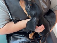 -帕帕拉兹宠物(亚洲旗舰店)