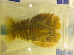 -烟台海昌鲸鲨海洋公园