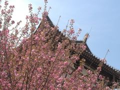 -西安青龙寺遗址景区