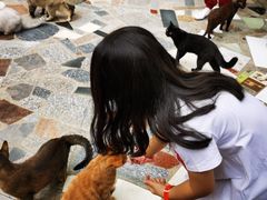 -喵屿·大理花园猫咖