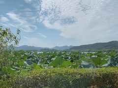 -湖畔居茶楼(湖滨店)