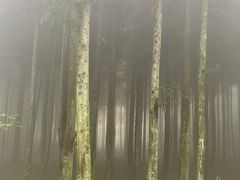 -武陵山森林公园