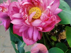 -莲花池公园