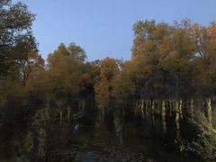 -金塔沙漠胡杨林景区