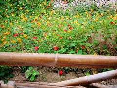 -上海都市菜园