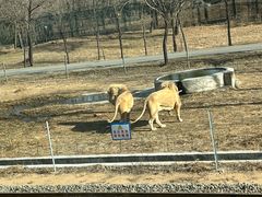 -秦皇岛野生动物园