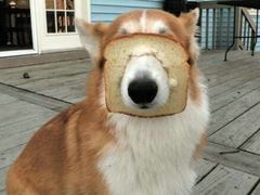 -袁老大龙虾(石鼓路总店)