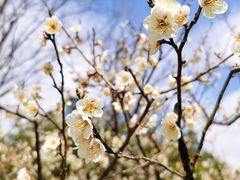 -新虹桥中心花园