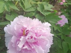 -洛阳市隋唐城遗址植物园