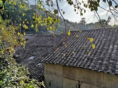 -杨家堂村