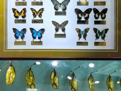 -上海昆虫博物馆