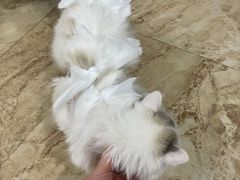 -喜多萌中农锦绣动物医院24H·猫科·牙科MRI·CT