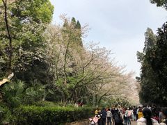 -武汉大学-樱园