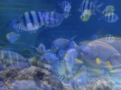 -江和美海洋公园