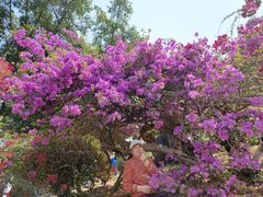 -中国科学院西双版纳热带植物园