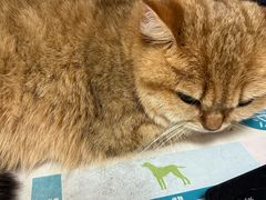 -瑞派康怡24h宠物医院·犬猫医疗中心·微创绝育(瑞景分院)