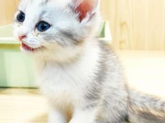 -屋虎猫馆(宝安大仟里店)