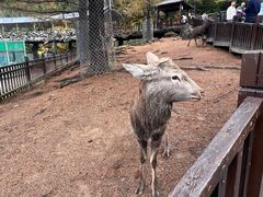-横道河子东北虎林园